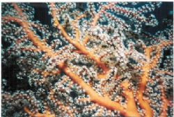 Macro Picture of a coral during a dive in the maldives. by Andy Kutsch 